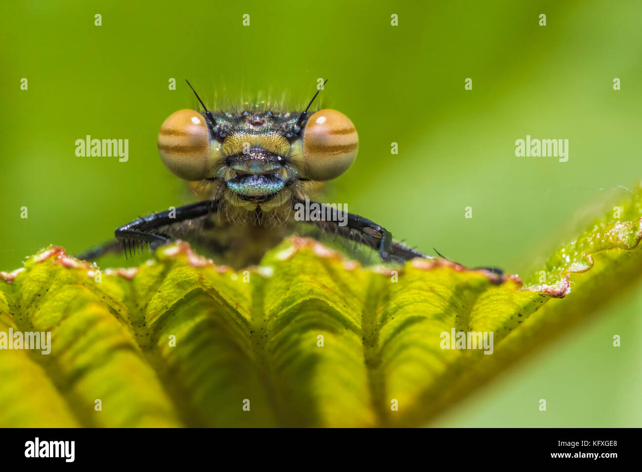 Rossi di grandi dimensioni (Damselfly Pyrrhosoma nymphula) Il peering su foglia. Thurles, Tipperary, Irlanda Foto Stock