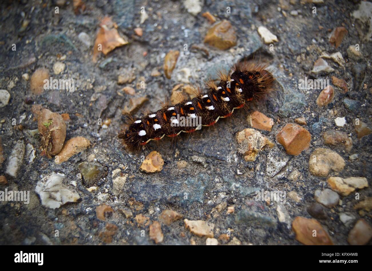 Caterpillar di un marrone-tail moth su pebble dash-lastrico a Dunstable Downs, Bedfordshire, Regno Unito Foto Stock