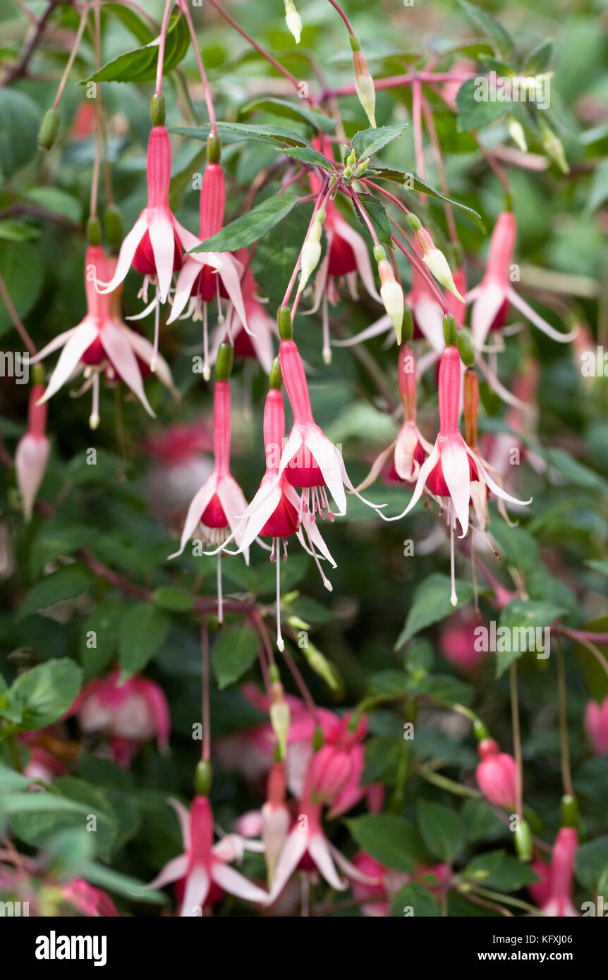 Fuchsia fiori. Foto Stock