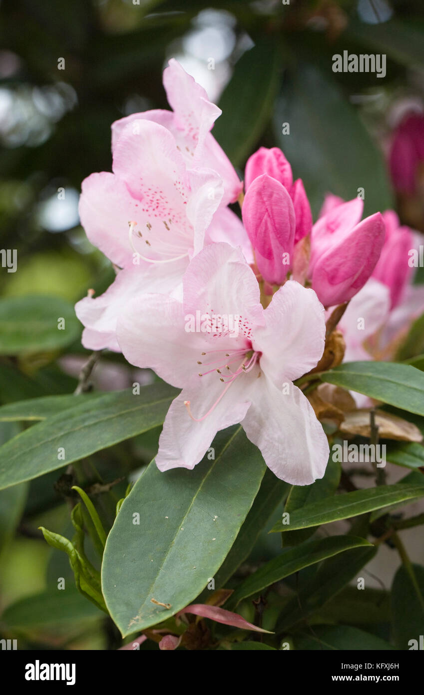 Rhododendron halopeanum fiori in primavera. Foto Stock