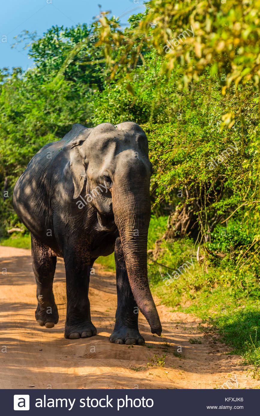 Un Elefante In Gravidanza Yala National Park Sud Della Provincia Sri Lanka Foto Stock Alamy