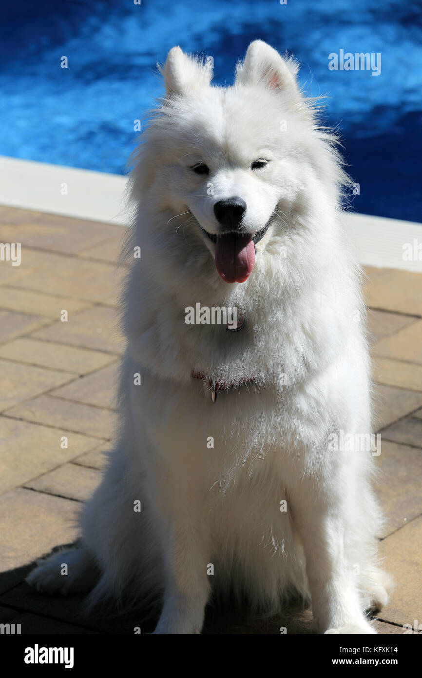 Samoiedo cane dalla piscina del cortile Long Island New York Foto Stock