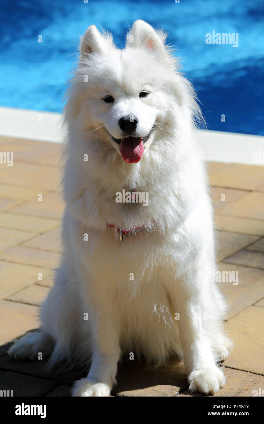 Samoiedo cane dalla piscina del cortile Long Island New York Foto Stock