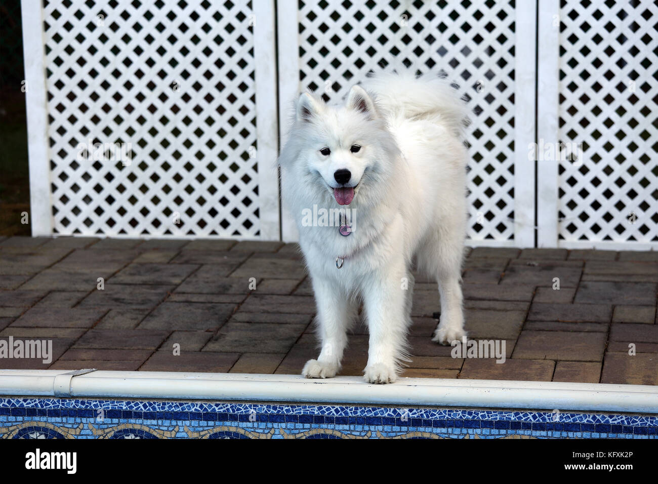 Samoiedo cane dalla piscina del cortile Long Island New York Foto Stock