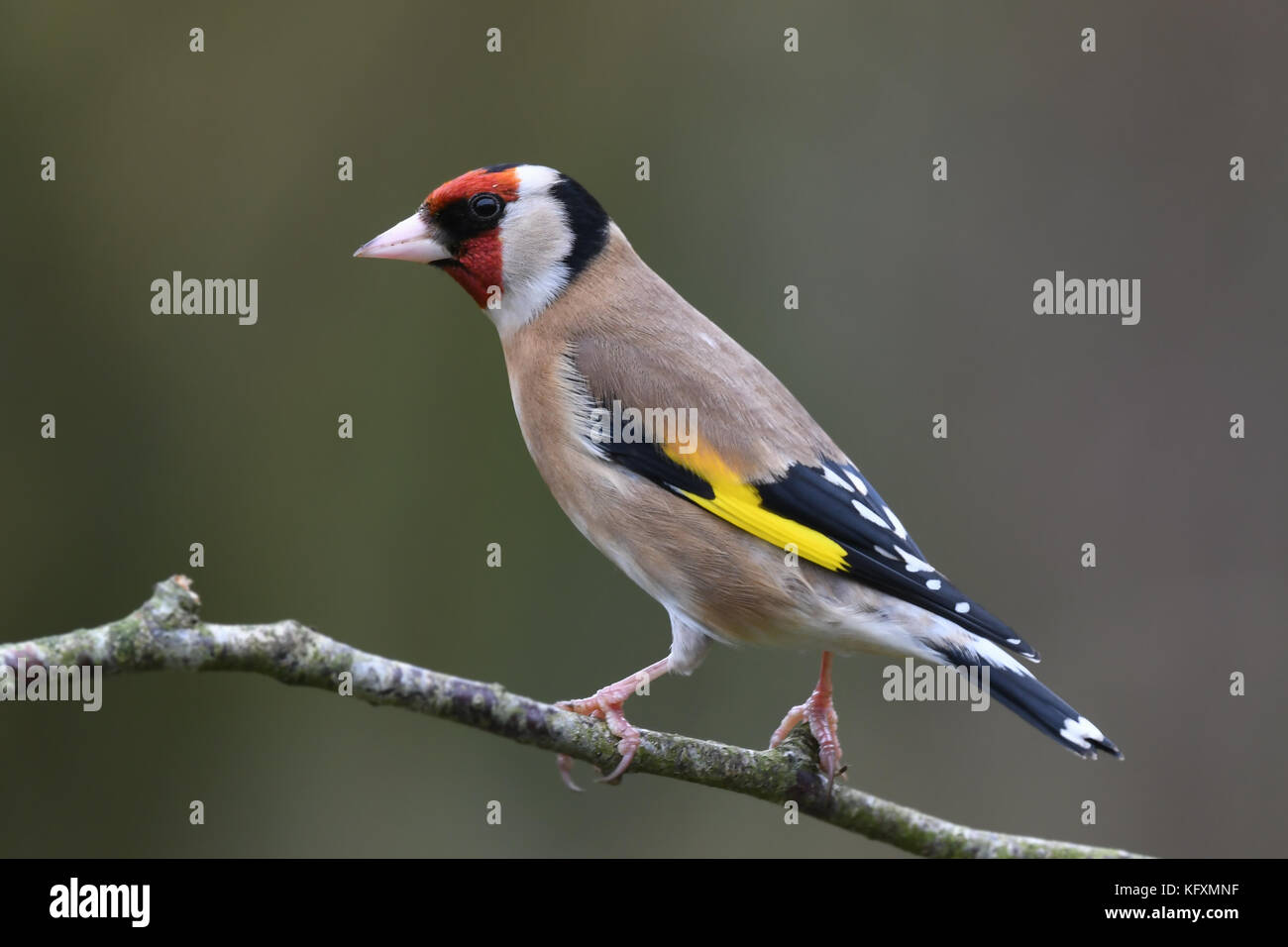 Ritratto di profilo di singoli cardellino (Carduelis carduelis) in piedi su un giardino ramoscello. Devon, Regno Unito, Marzo. Foto Stock