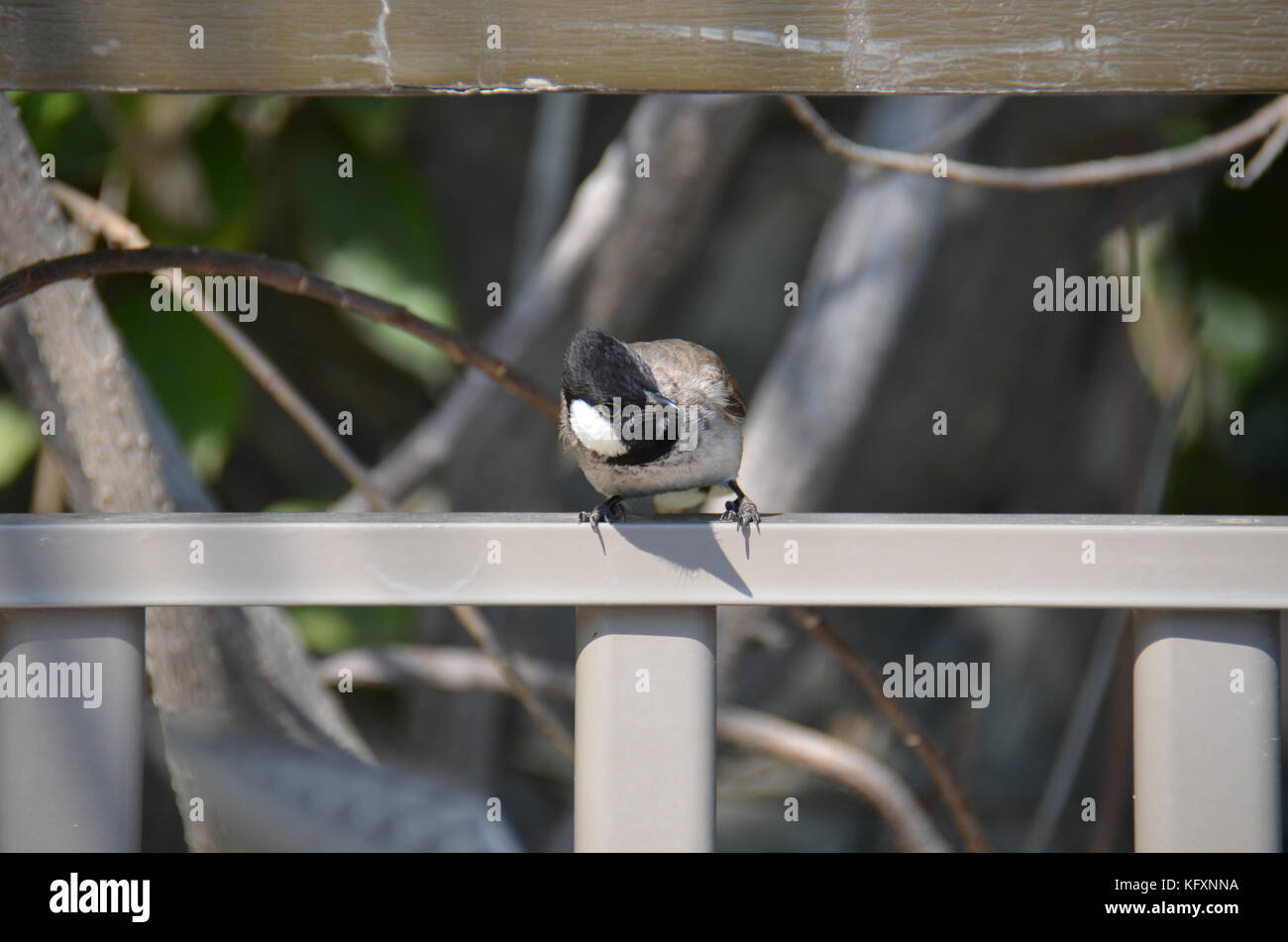 Presenti in tutta la penisola arabica e il sub continente indiano Foto Stock