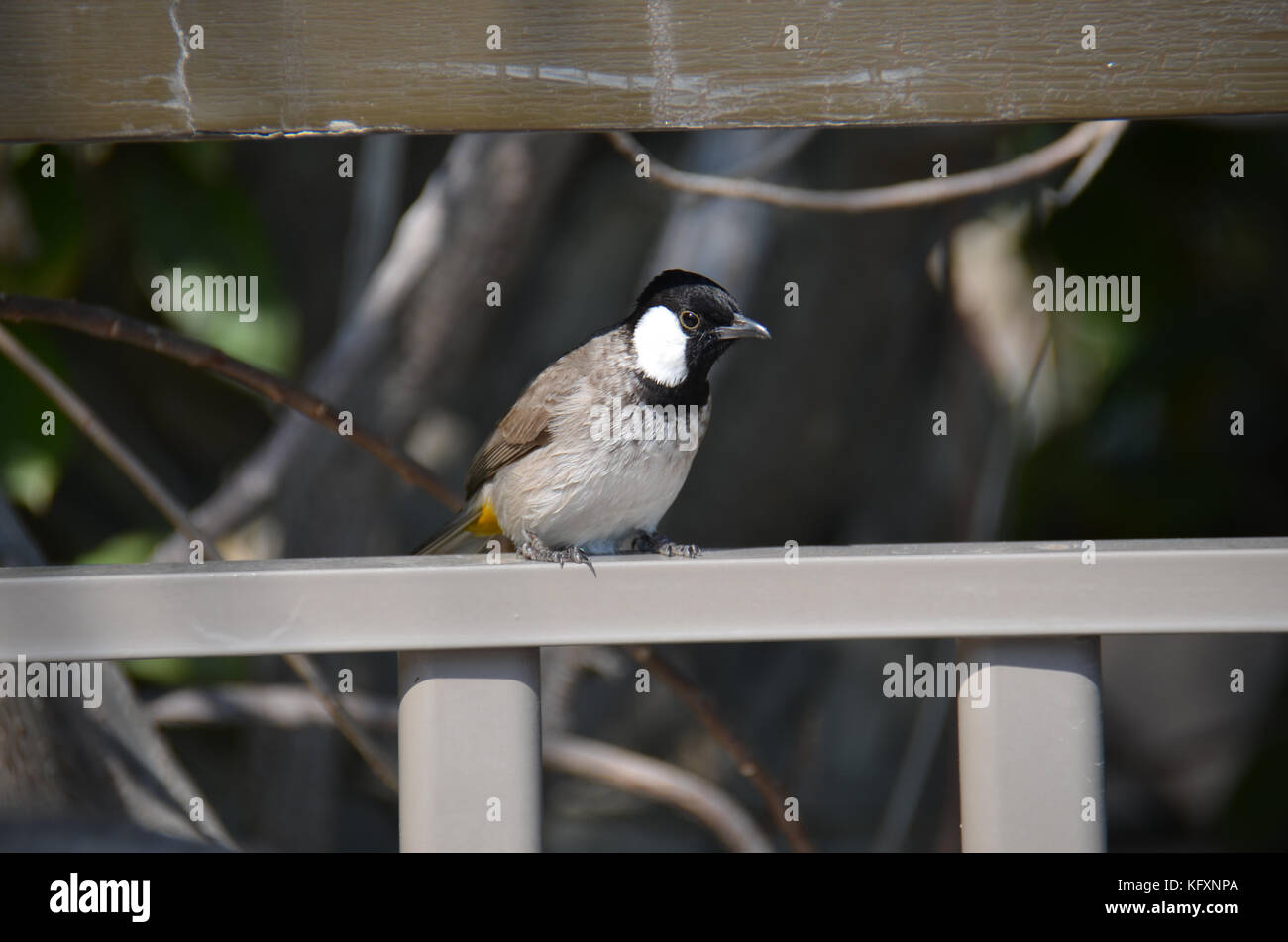 Presenti in tutta la penisola arabica e il sub continente indiano Foto Stock