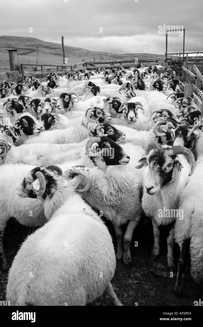No escape: Kettled Swaledale pecore al di sopra di estinguere, Yorkshire Dales National Park, Regno Unito Foto Stock