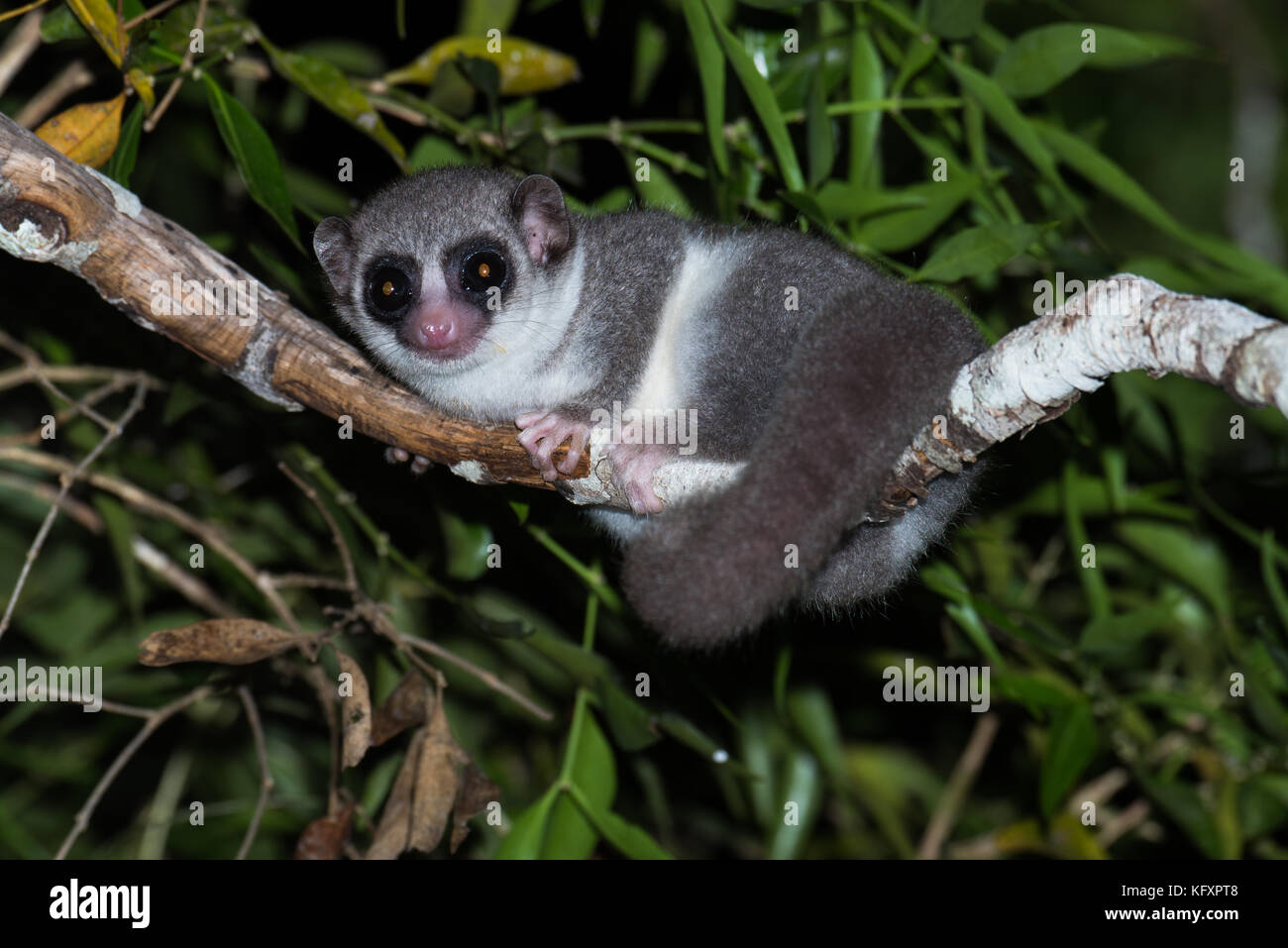 Fat-tailed lemure nana (Cheirogaleus medius) nella struttura ad albero, Kirindy National Park, Madagascar Foto Stock