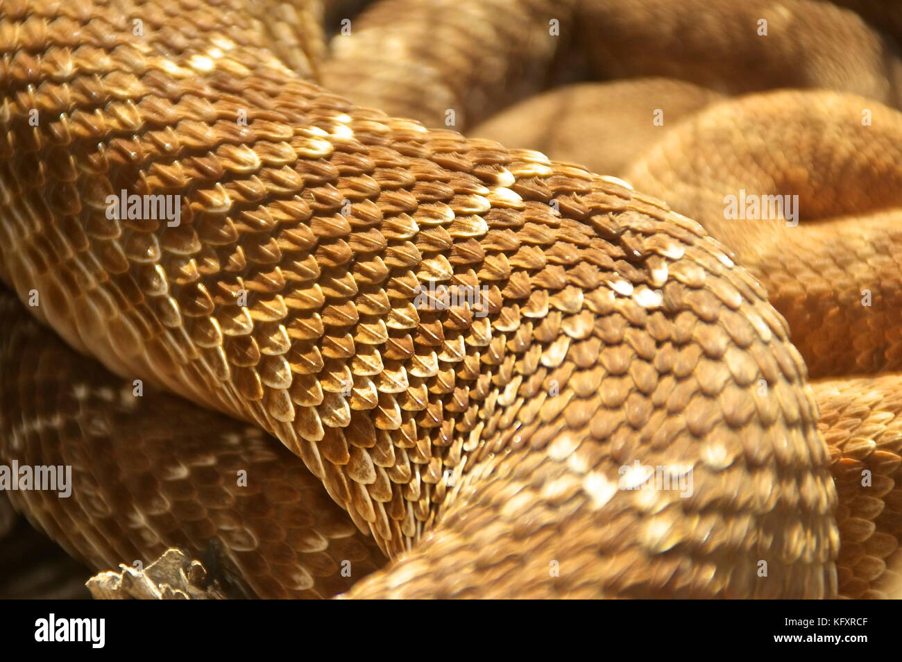 Diamante rosso rattlesnake Foto Stock