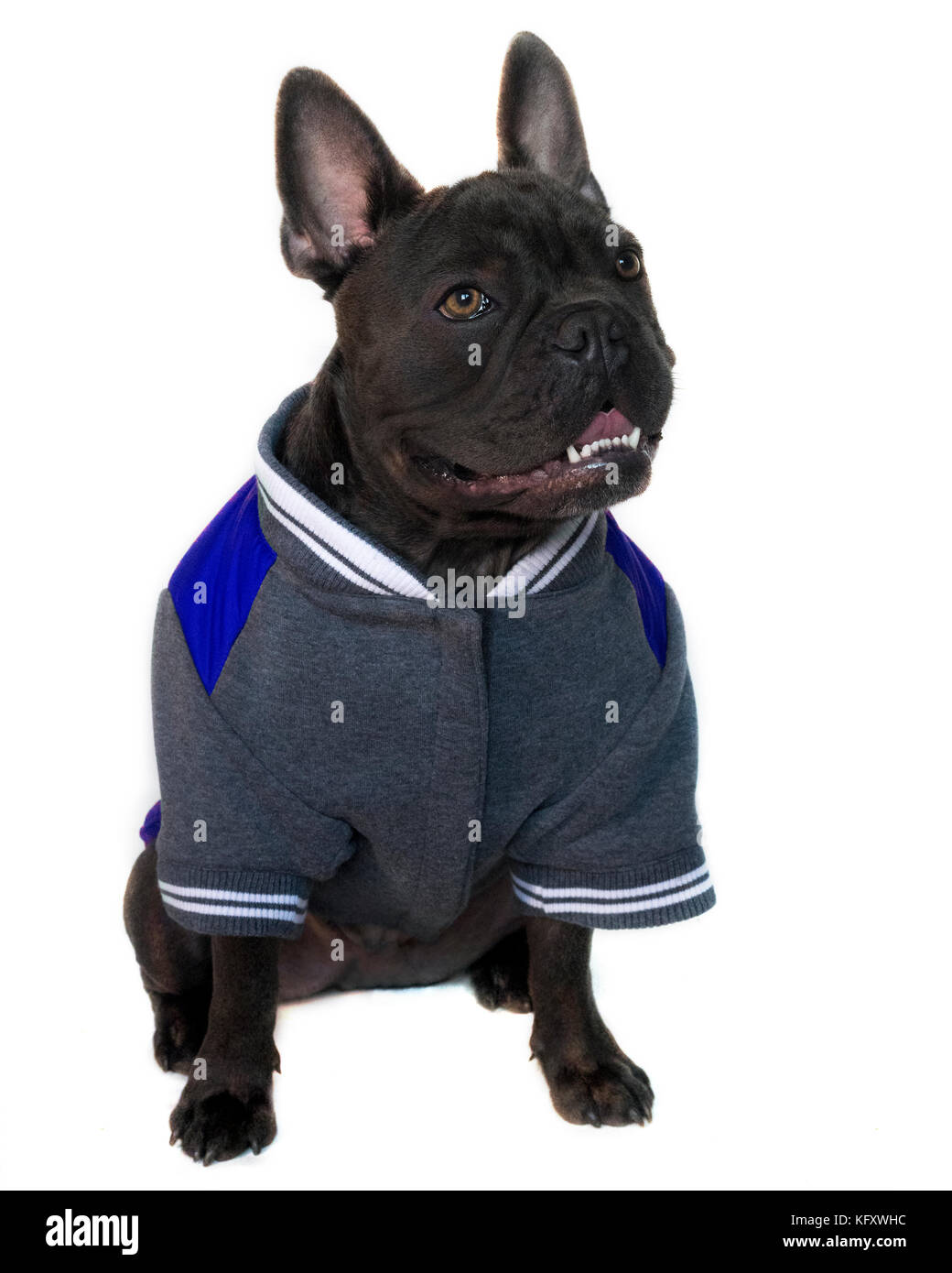 Tipo di mascotte ritratto, corpo pieno di un azzurro bulldog francese vestito in un college di alta scuola di sport marcia, su un bianco sfondo isolato, head up occhi loo Foto Stock