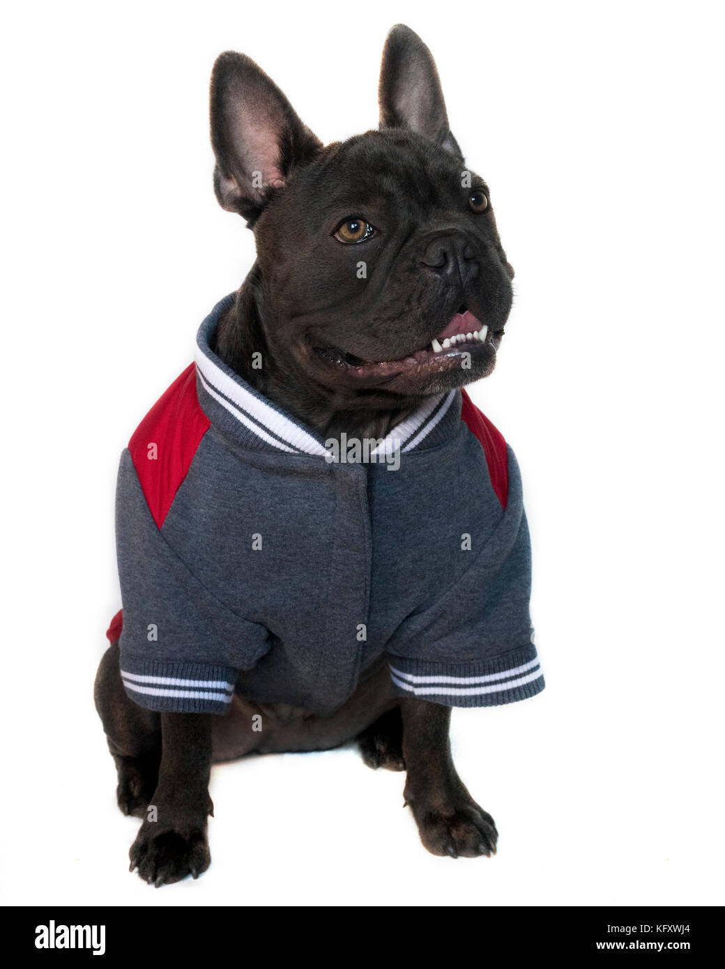 Blue bulldog francese vestito in un college di alta scuola di sport marcia,mascotte tipo ritratto, su un bianco sfondo isolato, corpo pieno di un head up occhi loo Foto Stock