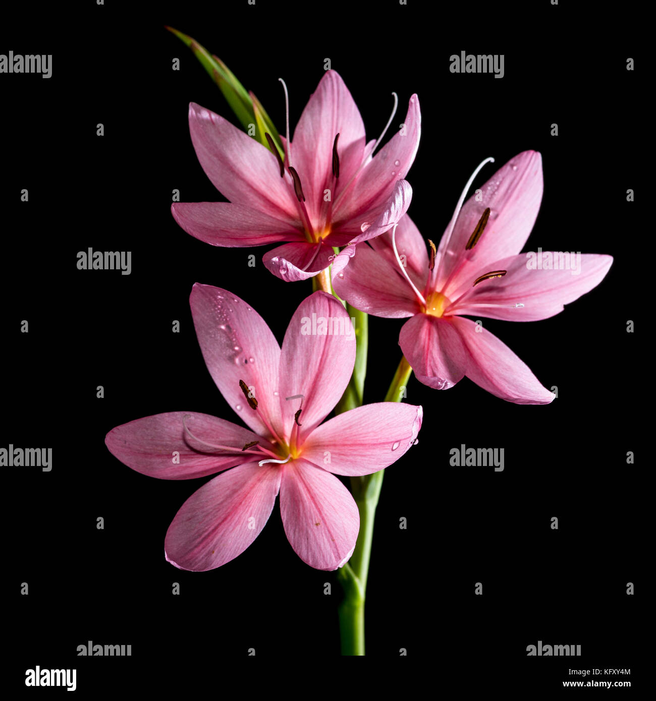 Ninfea Aurora, Pianta Acquatica Viva A Radice Nuda, Fiore Multicolore Per Laghetti E Stagni - Foto 4