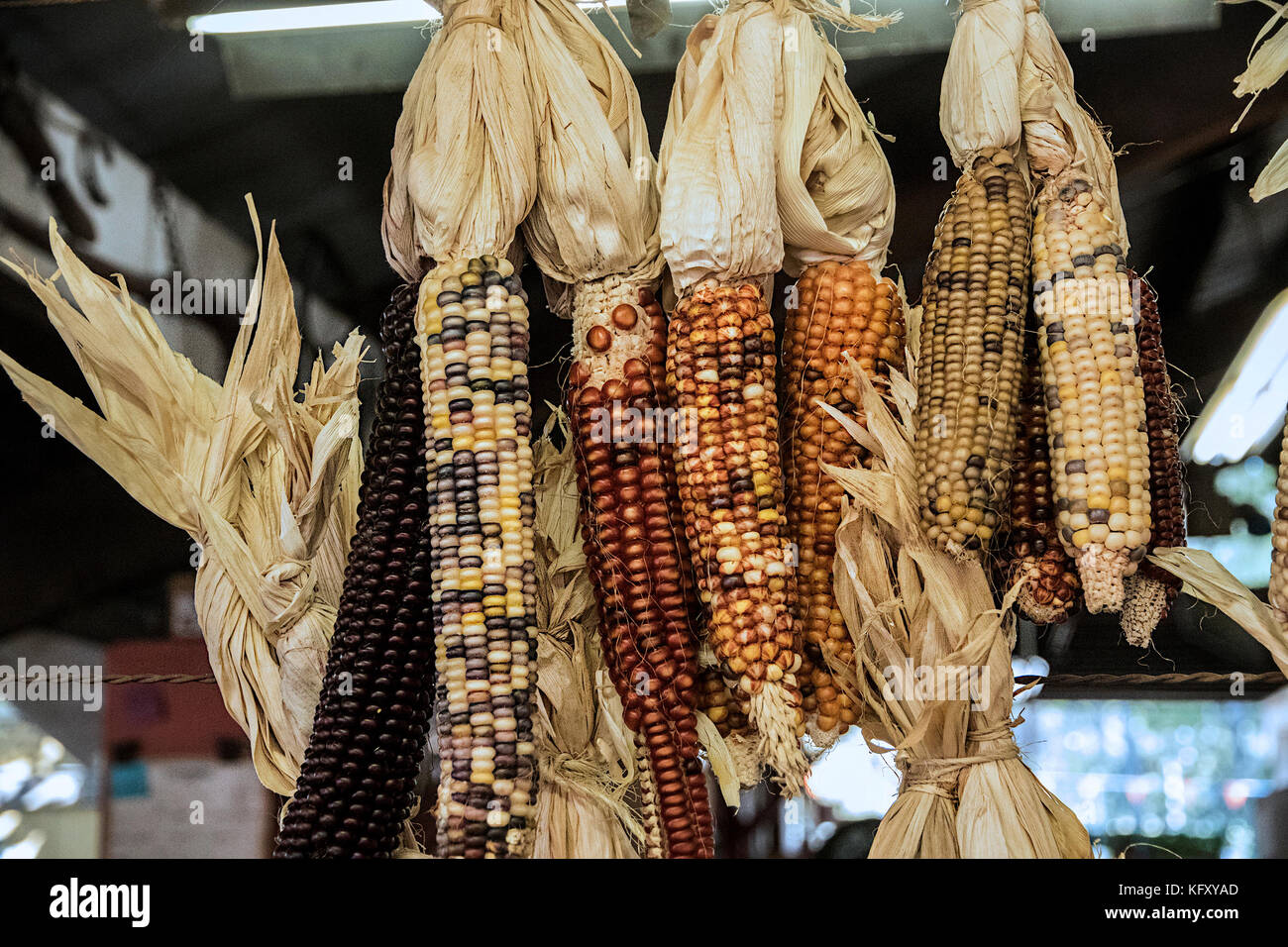 Bucce di mais decor alla zucca patch's fall festival Foto Stock