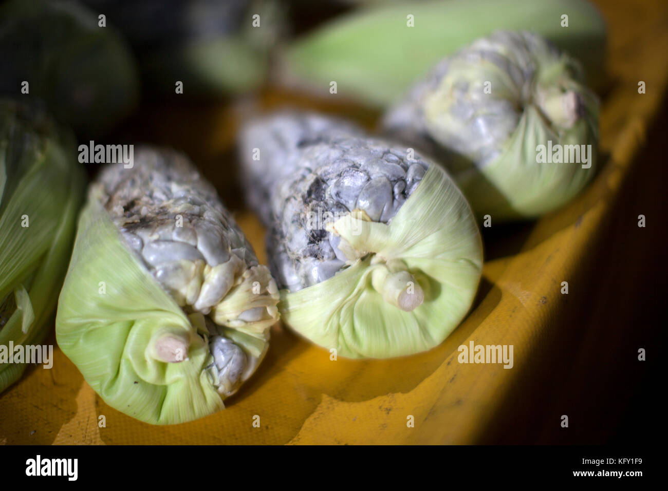 Huitlacoche, noto anche come il mais granello di fuliggine, mais fungo o tartufo messicano, è una prelibatezza in Messico. Foto Stock