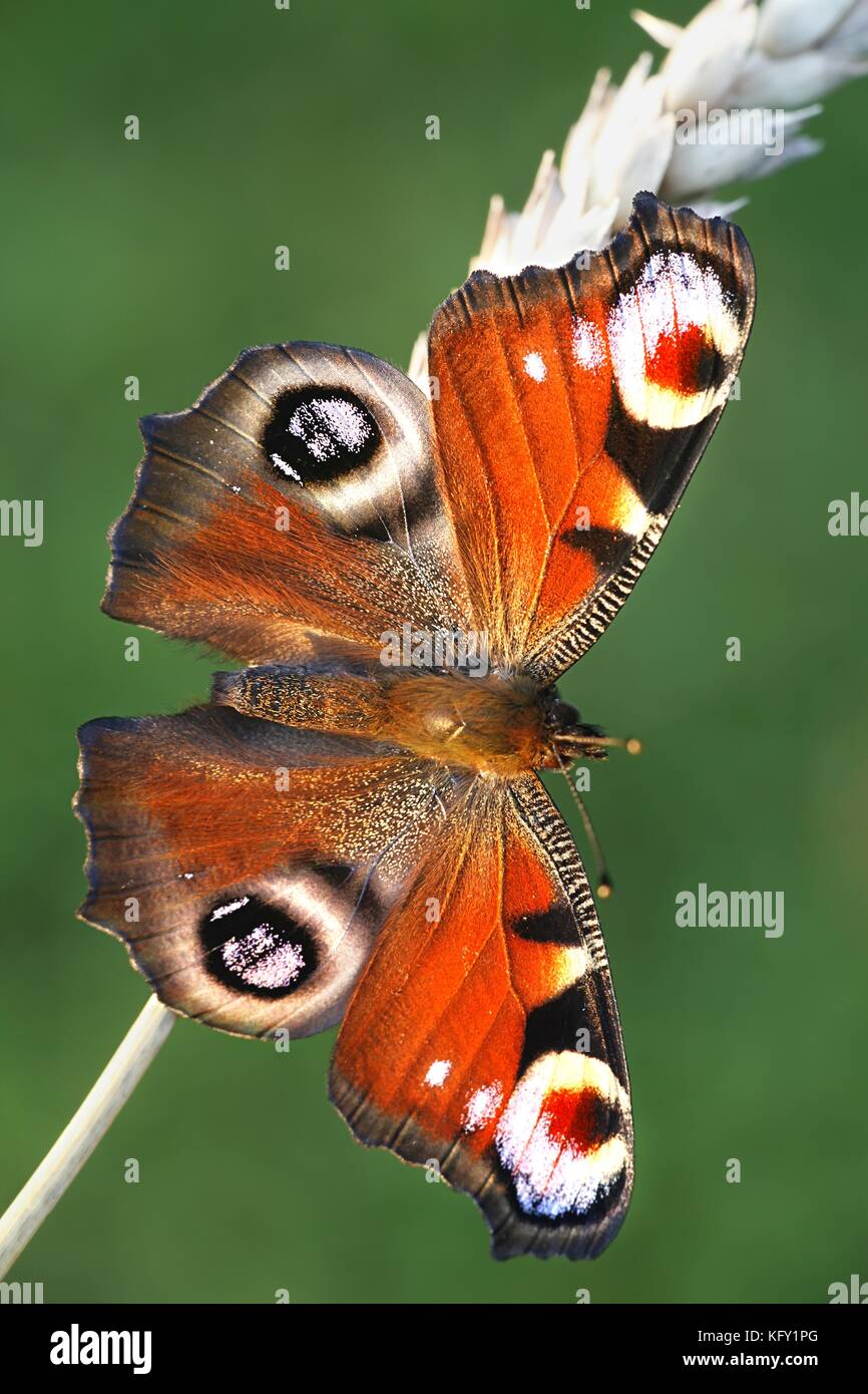 Unione farfalla pavone, nymphalis io Foto Stock