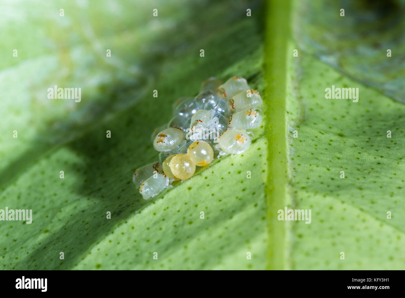 Ripresa macro di un piccolo raggruppamento di recente spider tratteggiata acari sul lato inferiore di una foglia verde Foto Stock