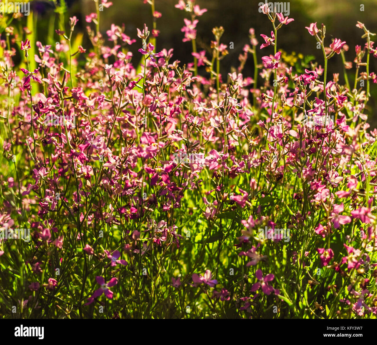 Matthiola longipetala fiori in estate giornata di sole in giardino Foto Stock