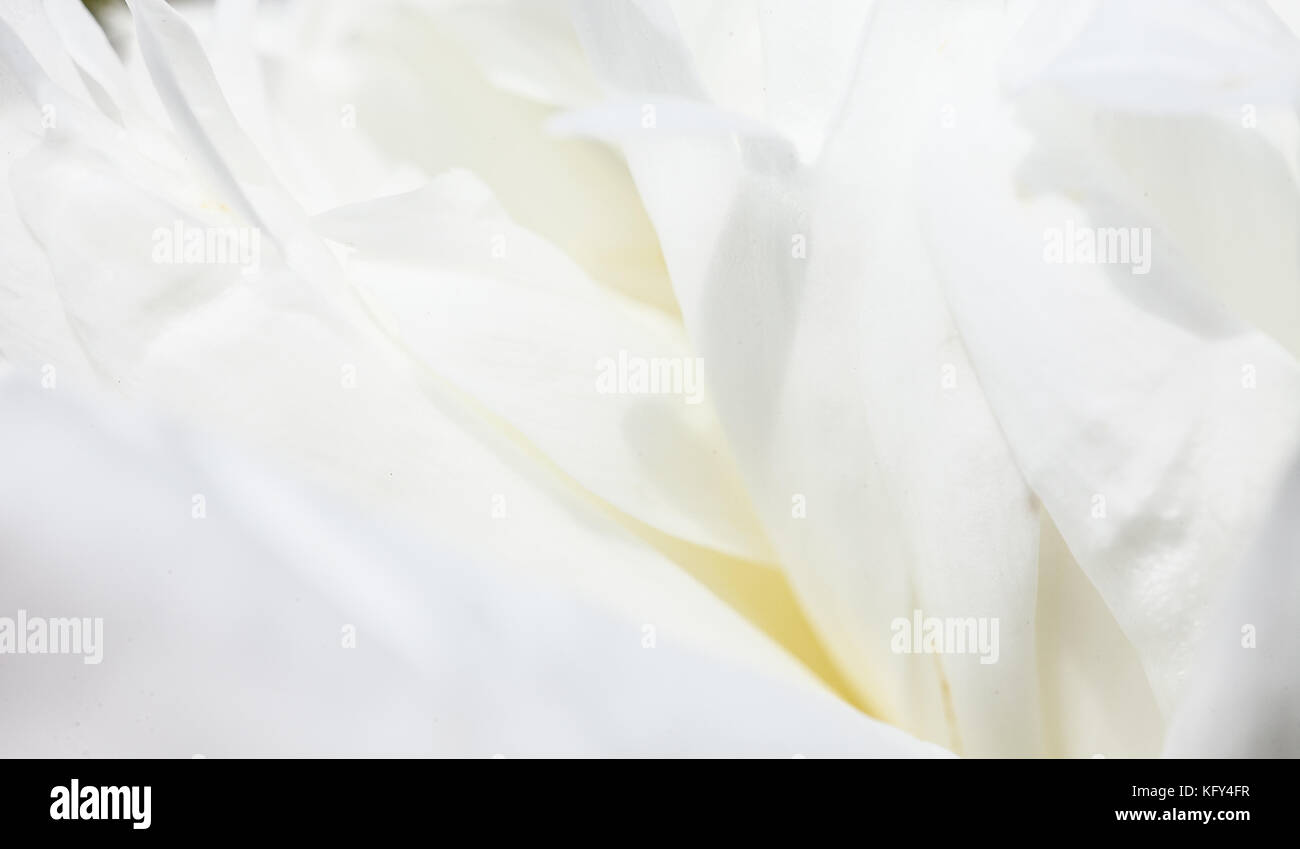 Fiori bianchi sfondo. macro di petali di colore bianco texture morbida immagine da sogno Foto Stock
