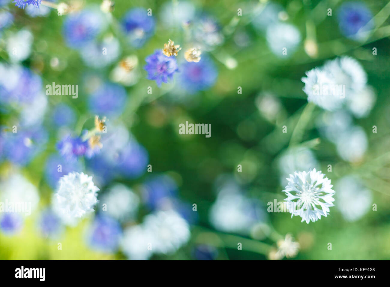 Fiore di cicoria in giardino Foto Stock