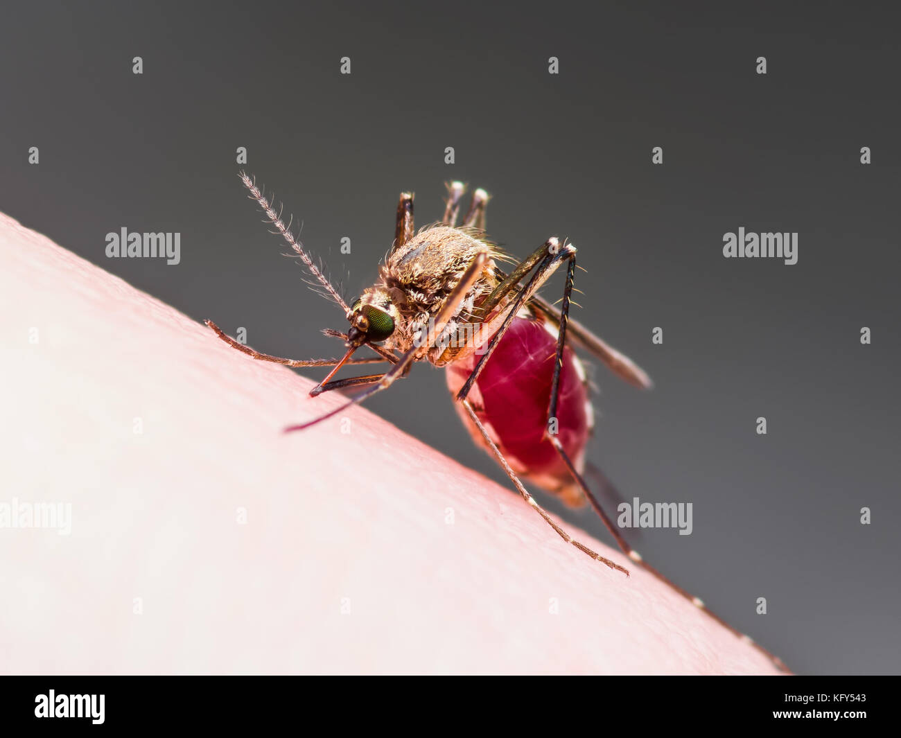 La febbre gialla, la malaria o virus zika zanzara infetta macro di insetti Foto Stock
