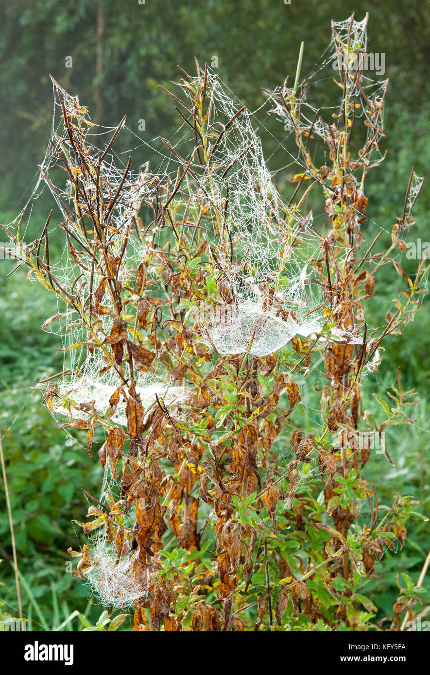 Un sacco di ragni web , la stagione autunnale, Foto Stock