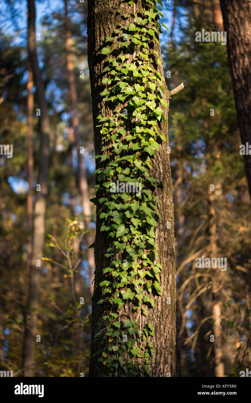 Verde foglie d'edera arrampicata sulla struttura ad albero Foto Stock