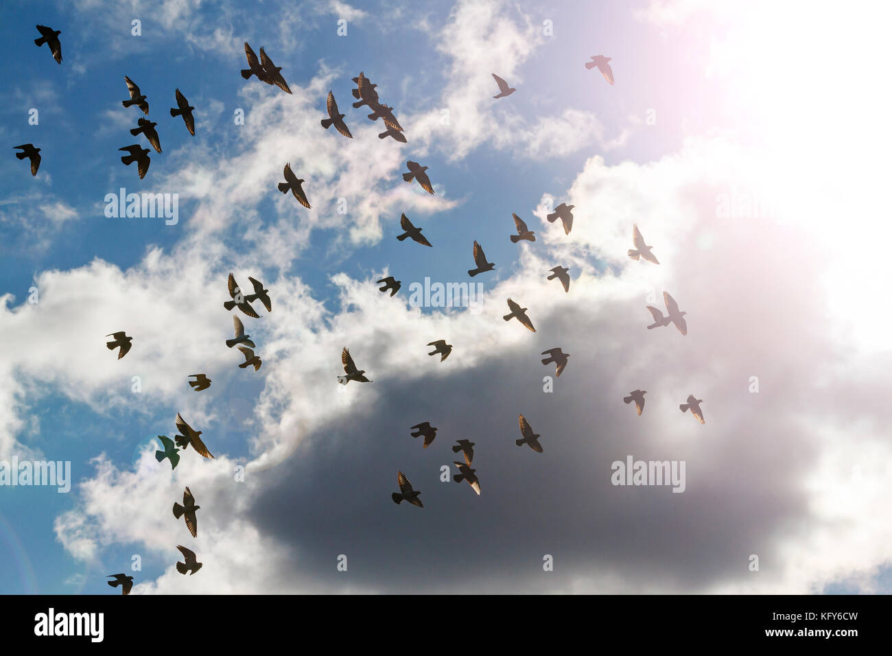 Piccioni sul cielo nuvoloso con la luce del sole Foto Stock