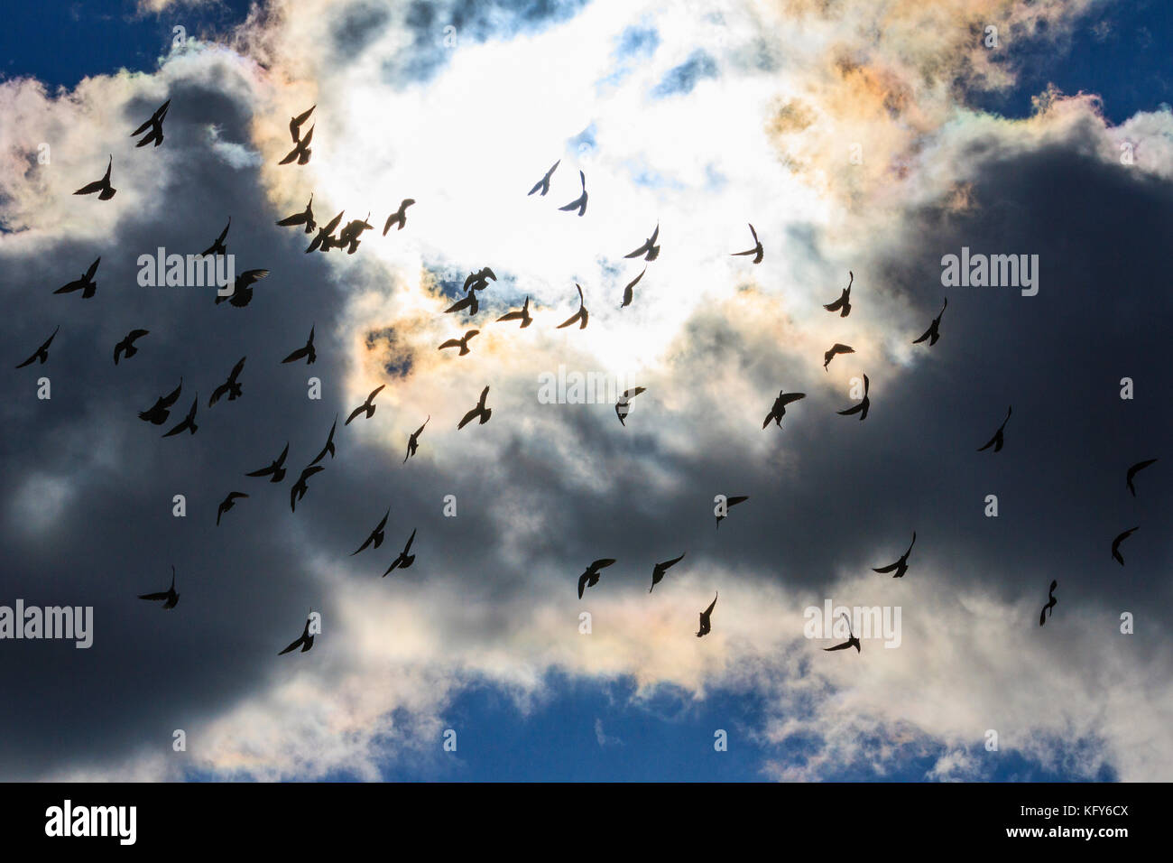 Cielo tempestoso e un mucchio di piccioni Foto Stock