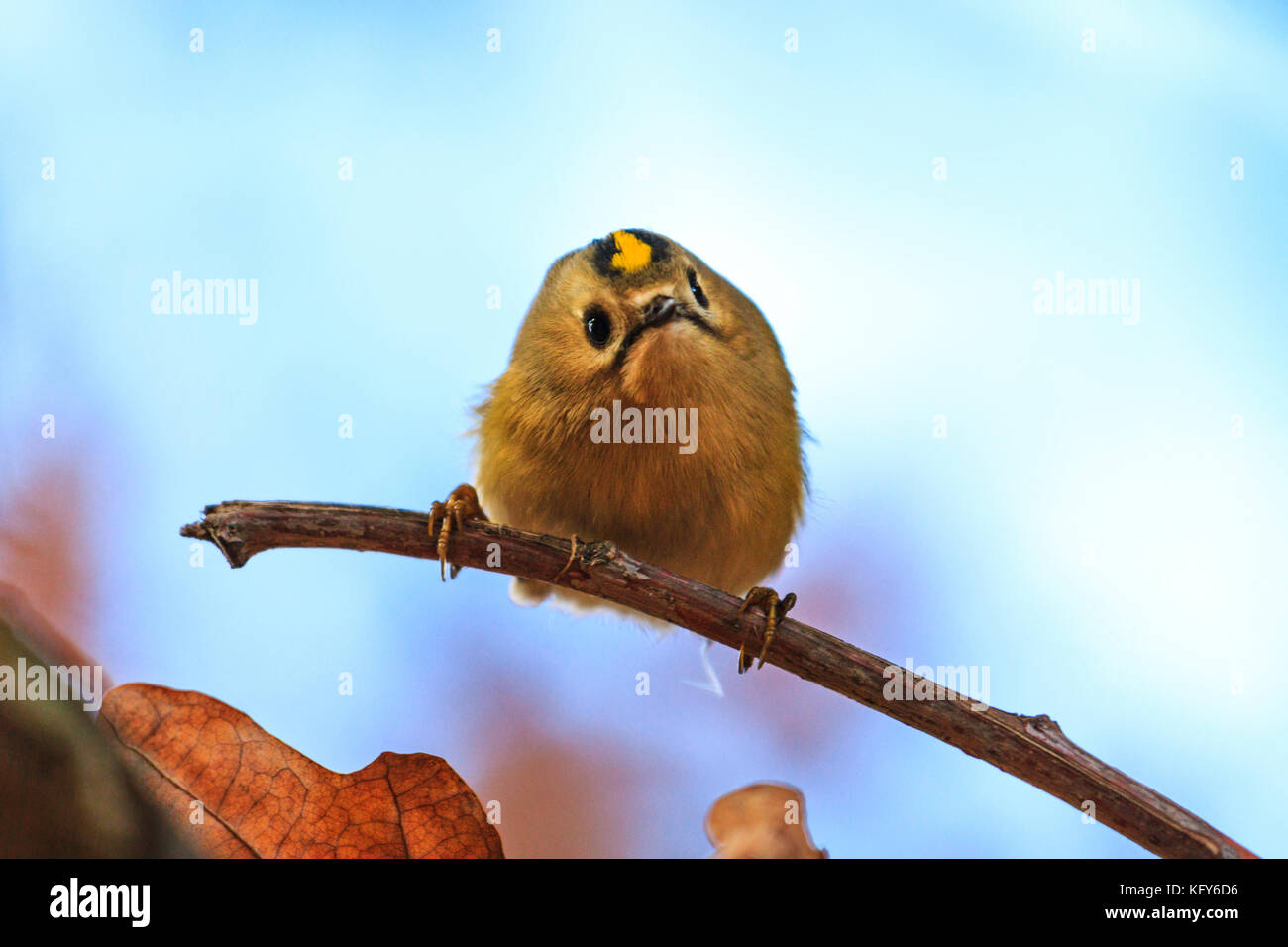 Foresta soffice uccello con muso grazioso Foto Stock