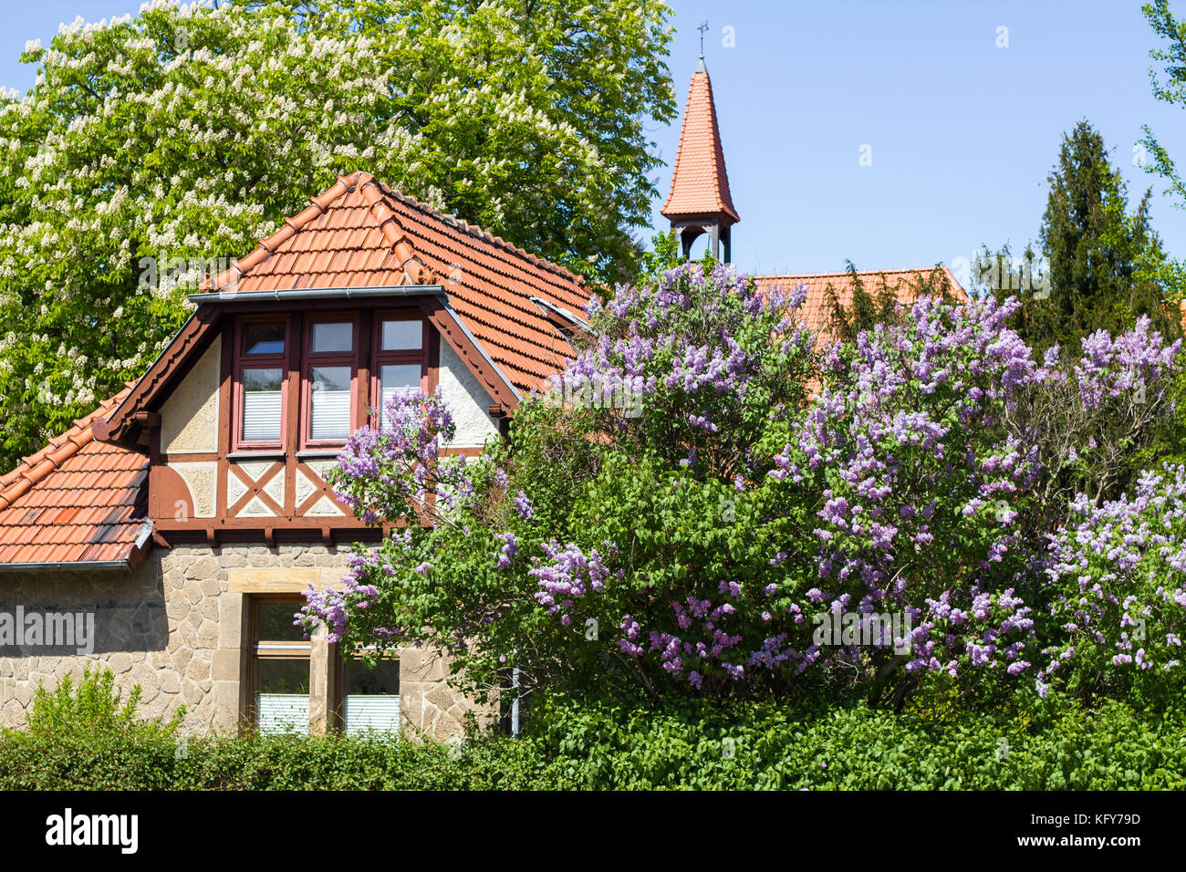 Fachwerkhaus und Fliederblüte Neinstedt Foto Stock