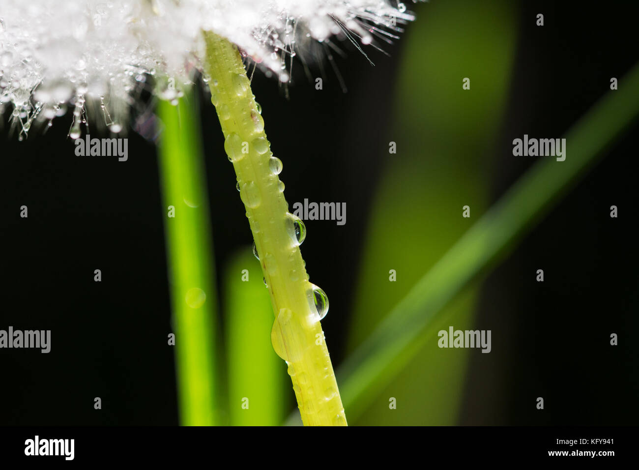 Primo piano della levetta di tarassaco con gocce di rugiada su di esso e le lame di erba in background Foto Stock