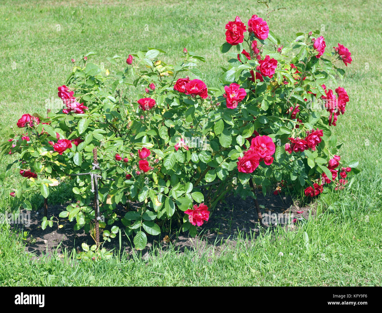 Fiori rossi sulla fioritura rosaio Foto Stock