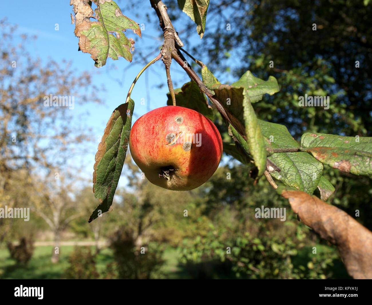 Apple con difettato pelle su albero con foglie danneggiate Foto Stock