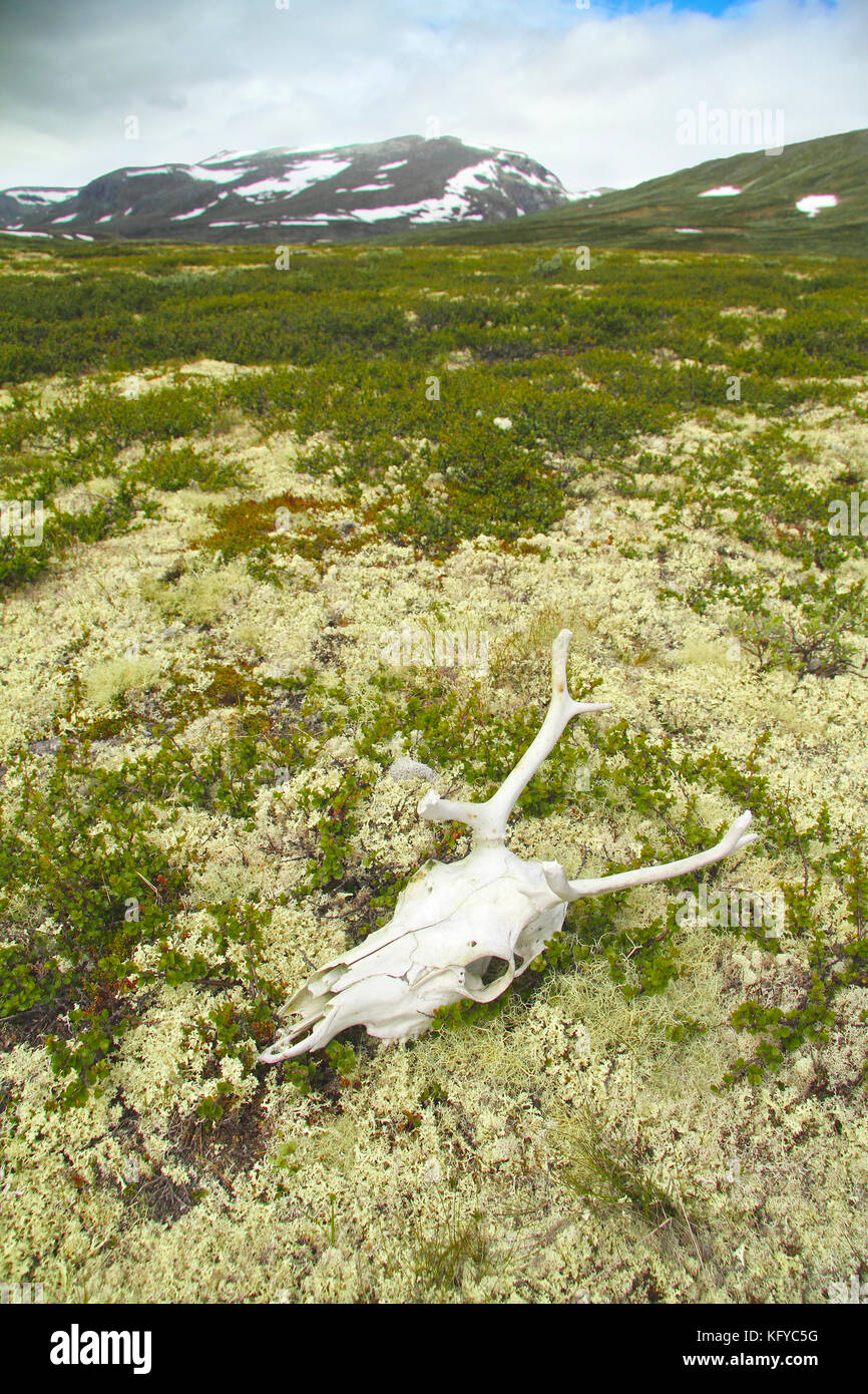 Cranio di renne nella tundra, dovrefjell national park, Norvegia. Foto Stock