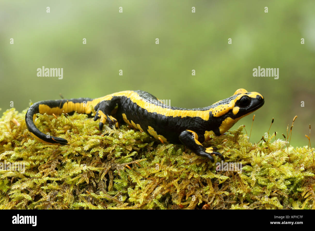 Salamandra pezzata (Salamandra salamandra) nella foresta di faggio di Asturias, Spagna. Foto Stock