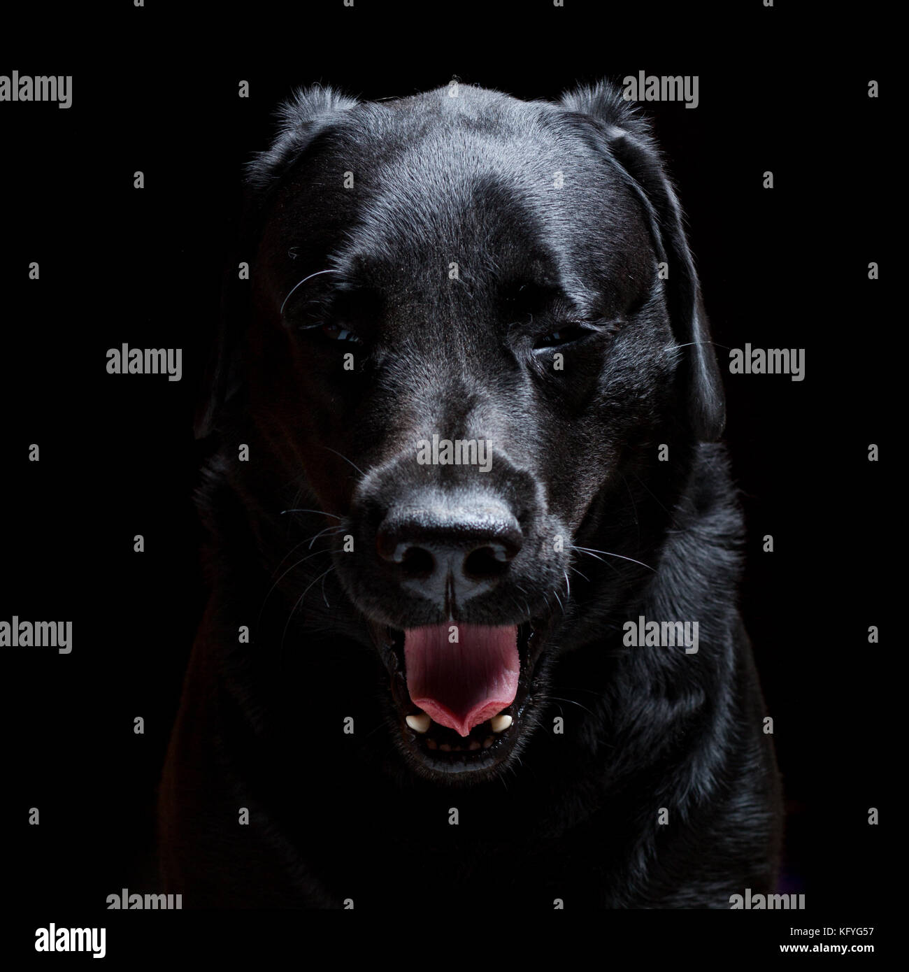 Il Labrador nero cane ritratto su sfondo nero Foto Stock
