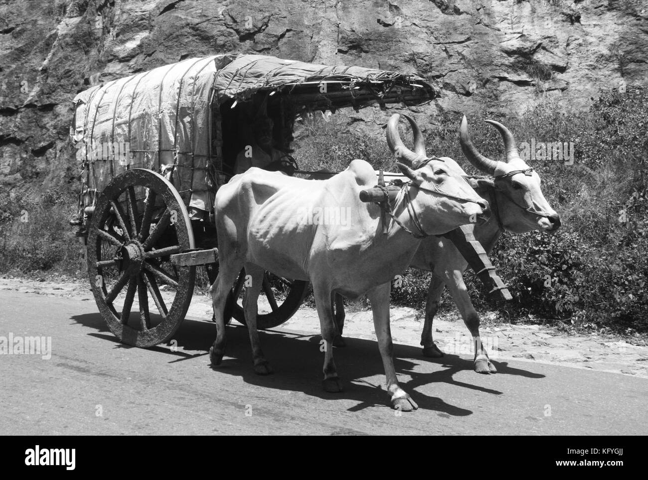Carrello di giovenco sull'autostrada nelle zone rurali del Tamil Nadu, India Foto Stock
