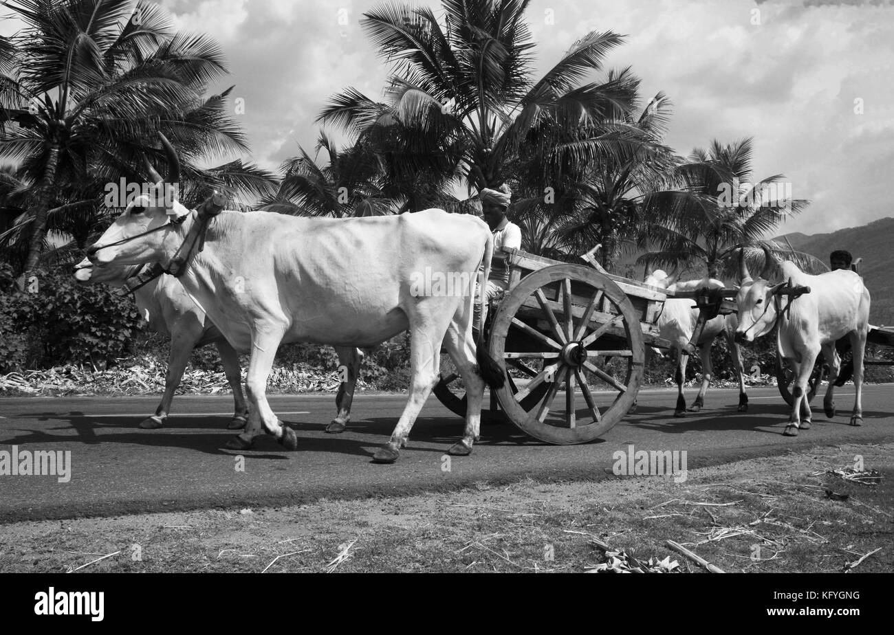 Convoglio di indiani tradizionali carrelli giovenco sull'autostrada nelle zone rurali del Tamil Nadu, India Foto Stock