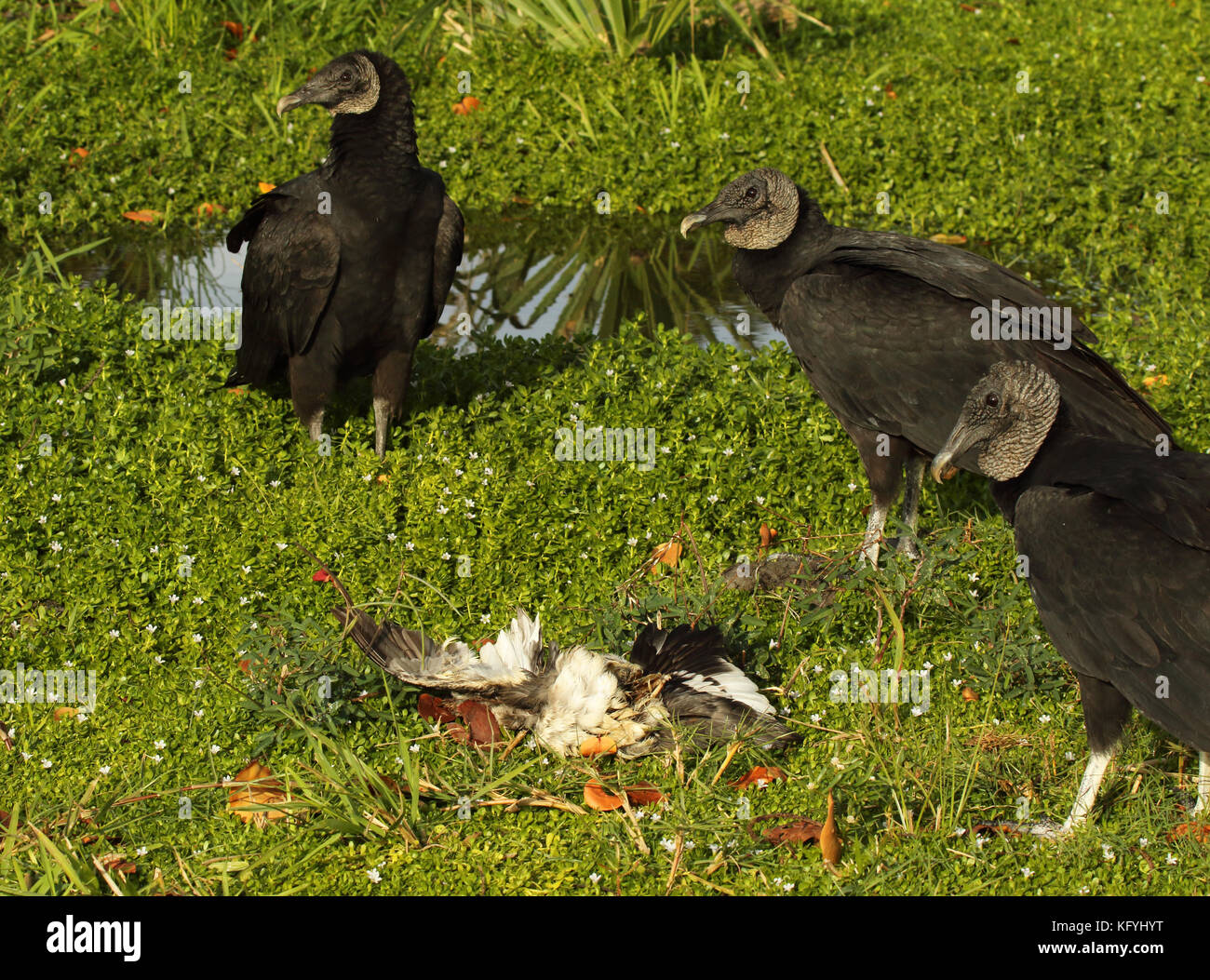 Un trio di nero gli avvoltoi pausa da assaporerete un anatra. Foto Stock