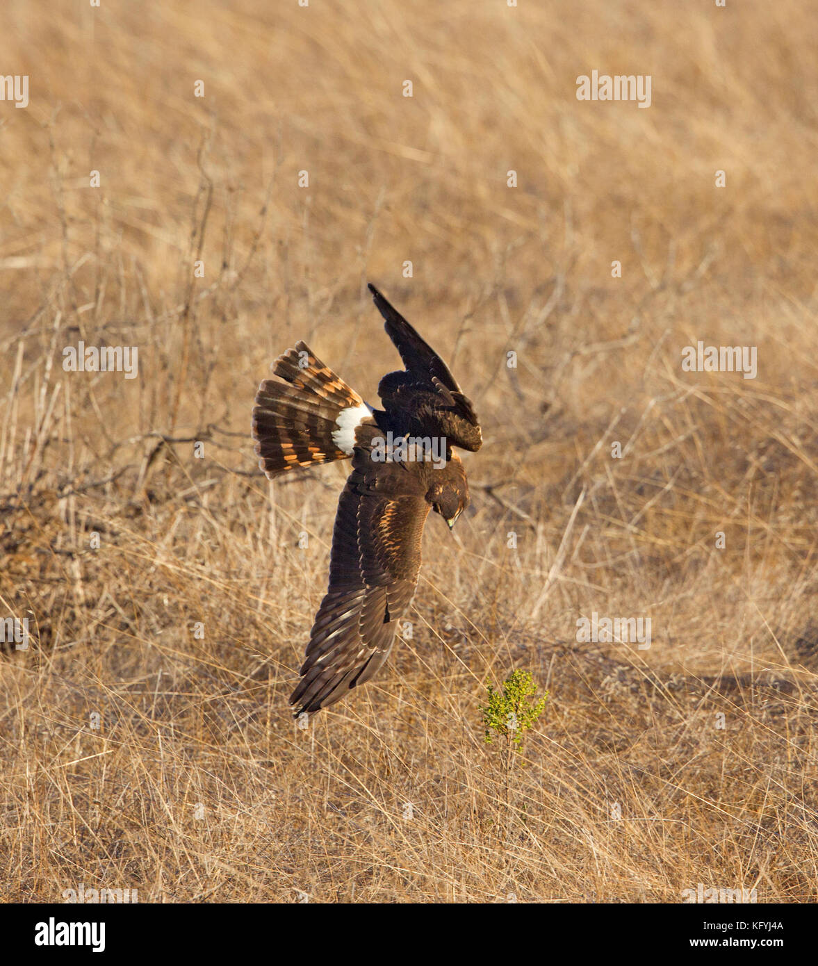 Northern harrier in immersione Foto Stock