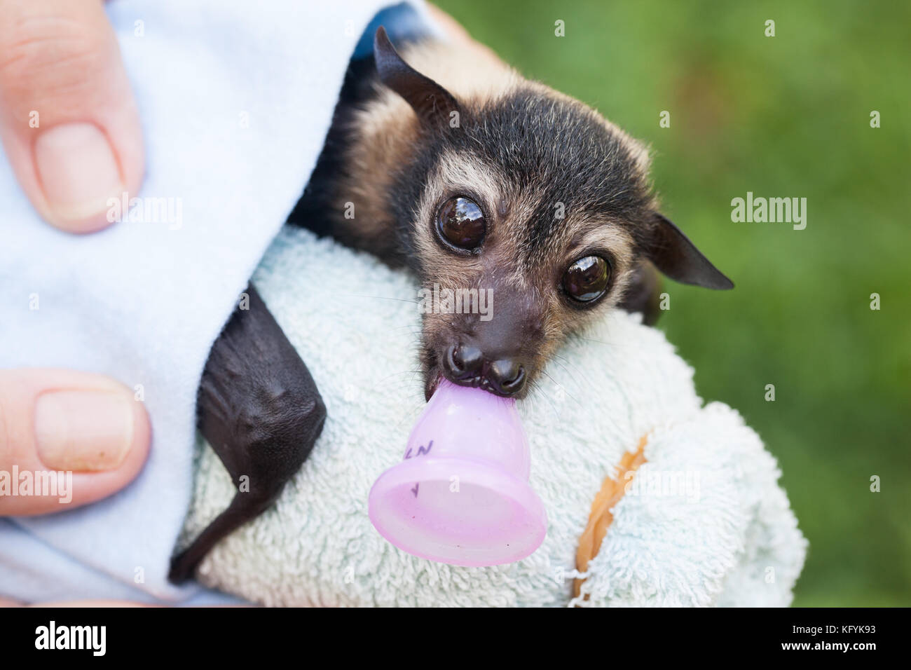 Spectacled Flying-Fox (Pteropus conspicillatus). Uomo orfano in cura: Circa 7 settimane. Porto Douglas. Queensland. Australia. Foto Stock