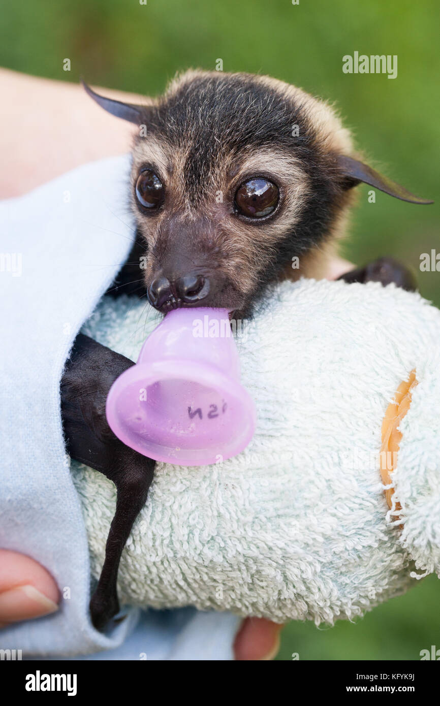 Spectacled flying fox (pteropus conspicillatus). maschio orfani in cura: circa 7settimane. Port Douglas. queensland. Australia. Foto Stock