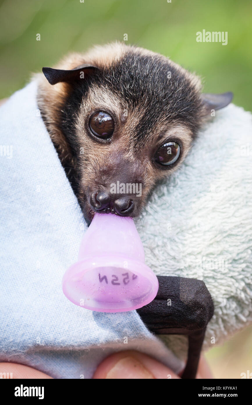 Spectacled flying fox (pteropus conspicillatus). maschio orfani in cura: circa 7settimane. Port Douglas. queensland. Australia. Foto Stock