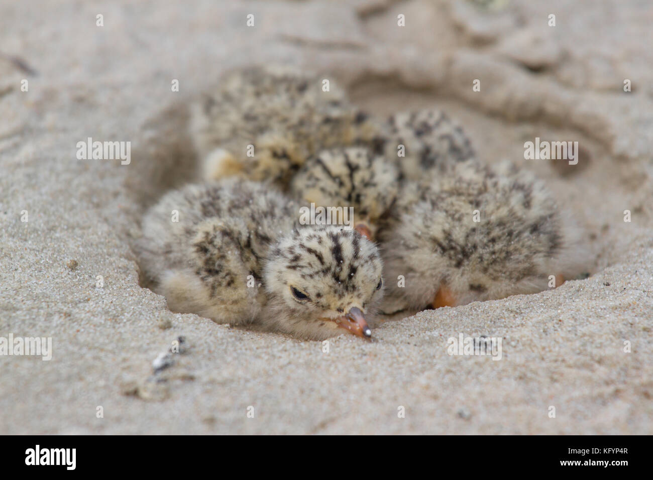 Nido di comune tern. L'uccello vive sulla stufa vicino ai fiumi sulla spiaggia, fiume Desna, ucraina. Foto Stock