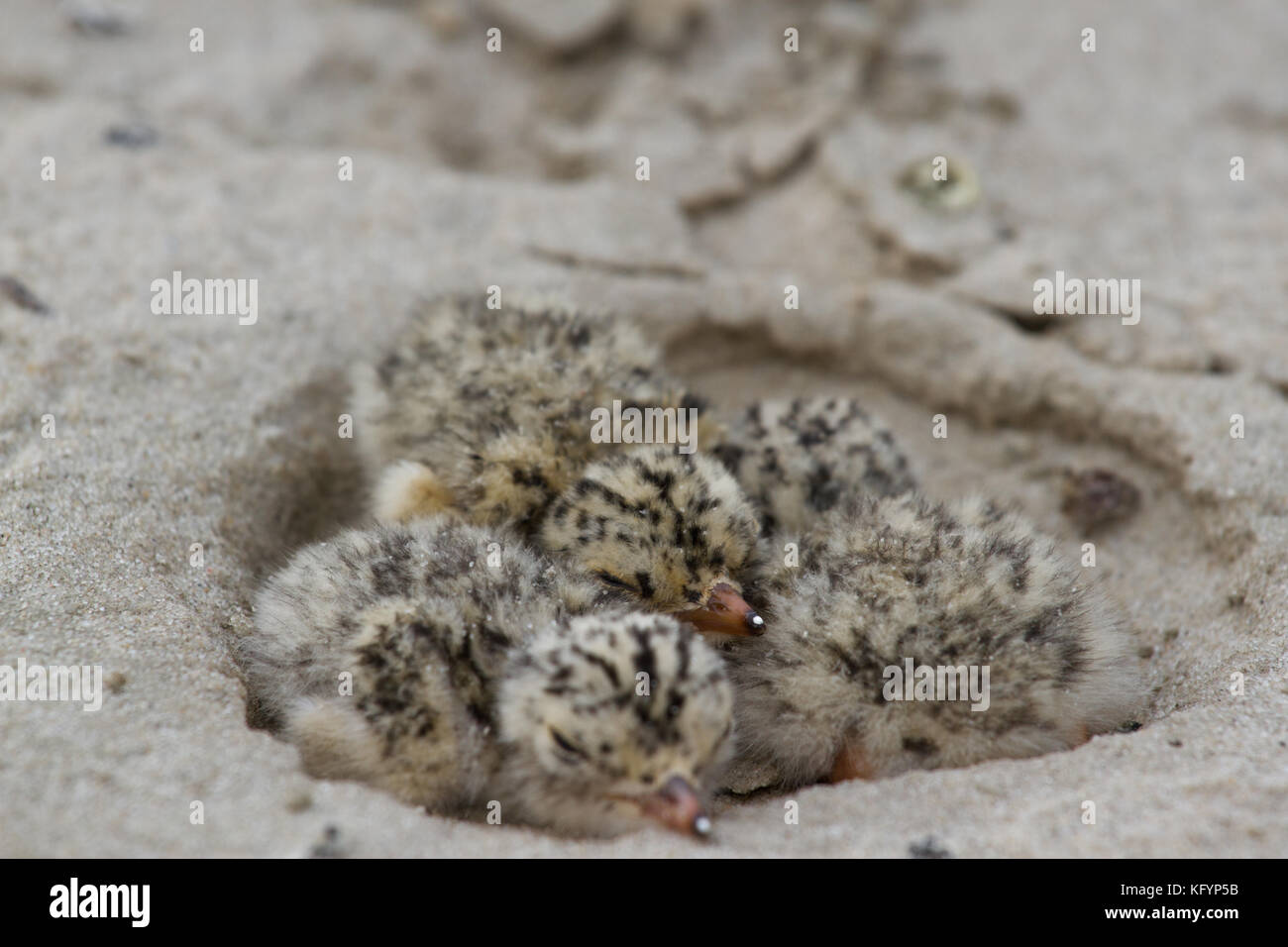Nido di comune tern. L'uccello vive sulla stufa vicino ai fiumi sulla spiaggia, fiume Desna, ucraina. Foto Stock