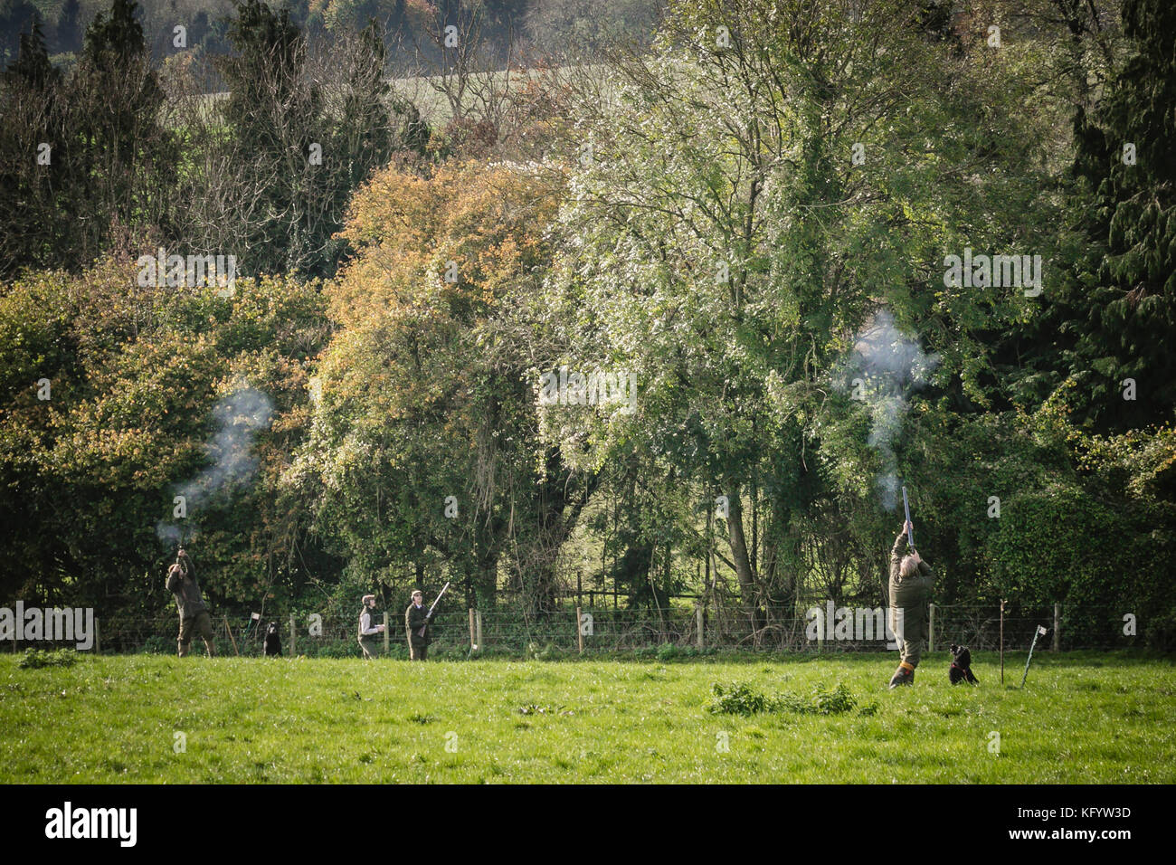 Colleghi la ripresa di un fagiano su pilotato shoot, Hampshire, Inghilterra. Foto Stock