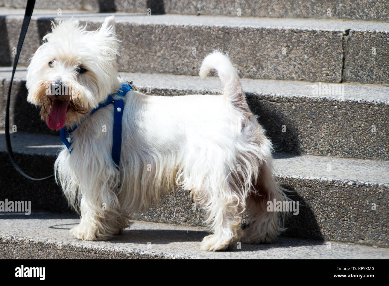 Piccolo cane bianco con guinzaglio blu su una scala grigia all'aperto Foto Stock