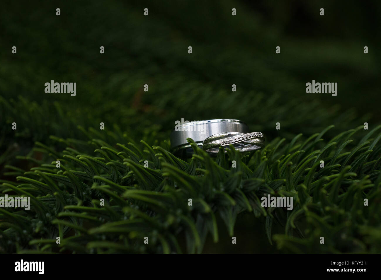 Gli anelli di nozze in appoggio su una struttura ad albero Foto Stock