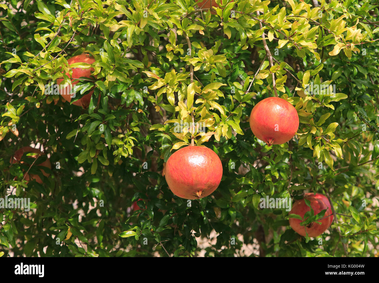 Melograno frutta crescendo su albero, Trujillo, provincia di Cáceres, Estremadura, Spagna Foto Stock